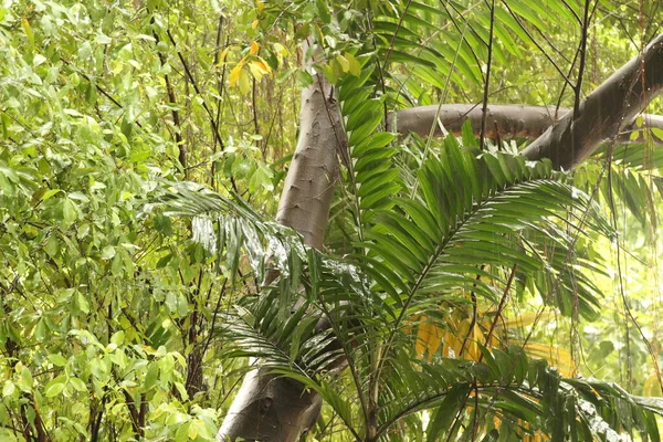 Tropische Vegetatie Een Park Van Singapore — Stockfoto