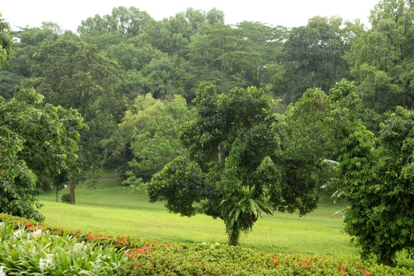 Végétation Tropicale Dans Parc Singapour — Photo