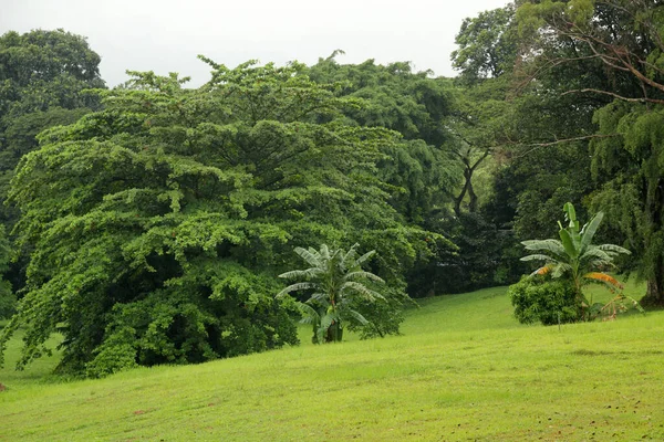 シンガポールの公園で熱帯植物 — ストック写真