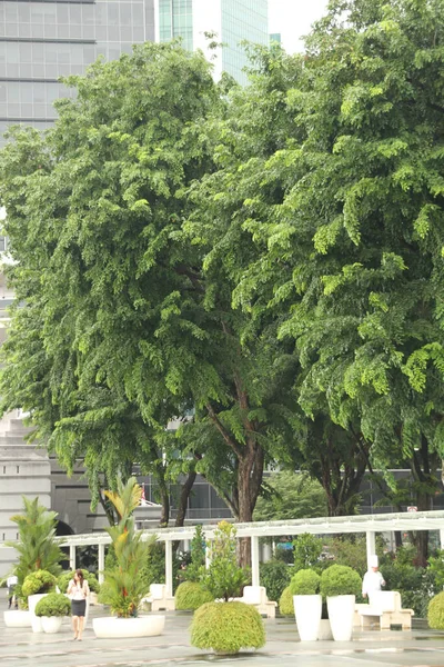 Tropical Vegetation Park Singapore — Stock Photo, Image