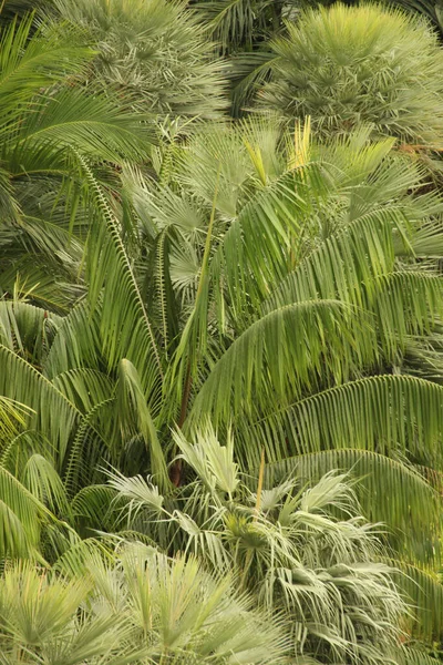 Tropische Vegetatie Een Park Van Singapore — Stockfoto