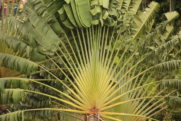 Singapur Parkında Tropik Bitki Örtüsü — Stok fotoğraf