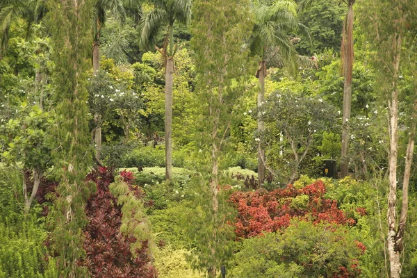 Végétation Tropicale Dans Parc Singapour — Photo