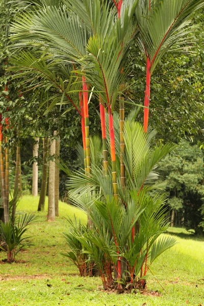 Tropische Vegetatie Een Park Van Singapore — Stockfoto