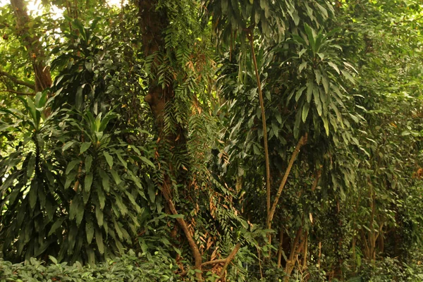 新加坡一个公园的热带植被 — 图库照片
