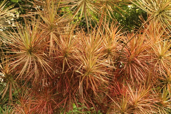 Vegetación Tropical Parque Singapur — Foto de Stock