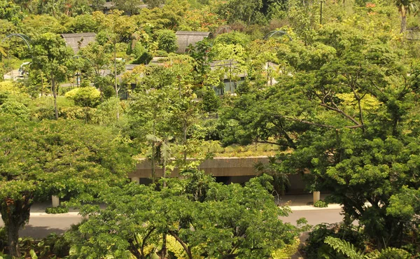 Végétation Tropicale Dans Parc Singapour — Photo