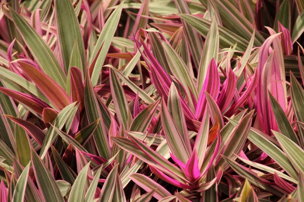 Tropische Vegetation Einem Park Von Singapur — Stockfoto