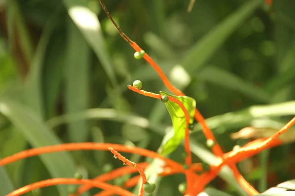 Végétation Tropicale Dans Parc Singapour — Photo