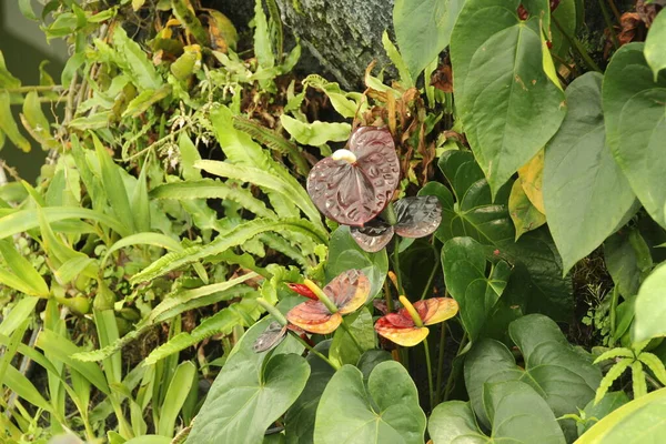 Tropische Vegetation Einem Park Von Singapur — Stockfoto