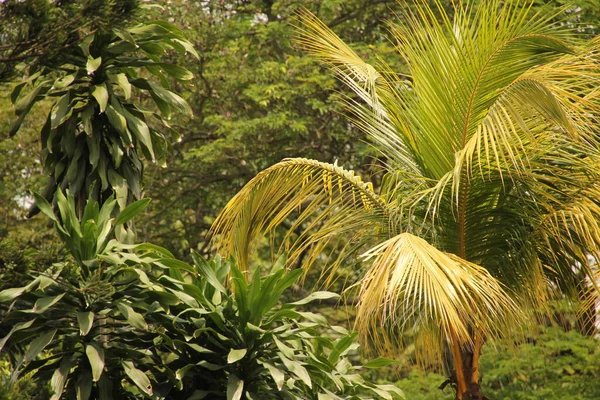 Tropische Vegetatie Een Park Van Singapore — Stockfoto