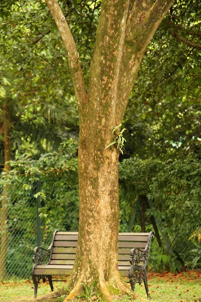Tropická Vegetace Parku Singapur — Stock fotografie
