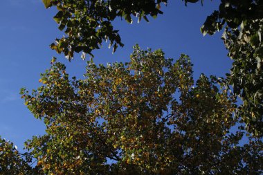 Sonbahar renklerinde bir orman manzarası