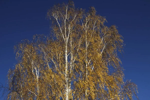 Vue Une Forêt Aux Couleurs Automnales — Photo