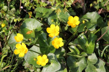 Bahçedeki bahar çiçekleri