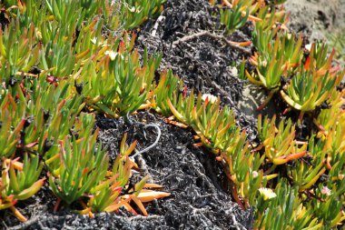 Bahçedeki bahar çiçekleri