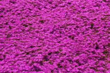 Bahçedeki bahar çiçekleri