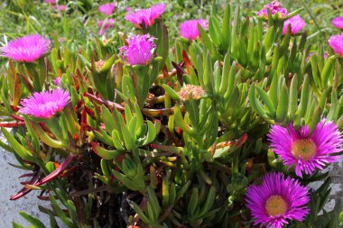 Bahçedeki bahar çiçekleri