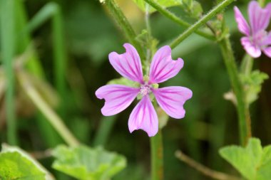 Bahçedeki bahar çiçekleri