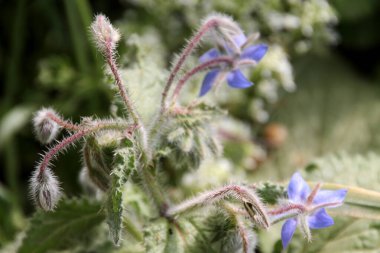 Bahçedeki bahar çiçekleri