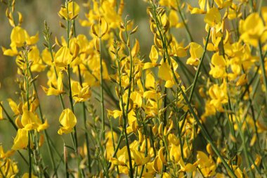 Bahçedeki bahar çiçekleri