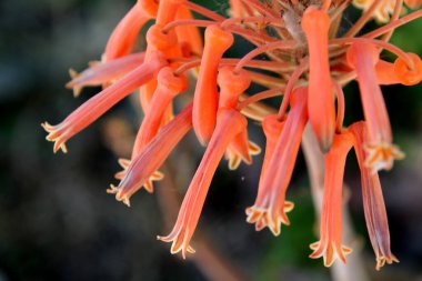 Bahçedeki bahar çiçekleri