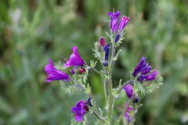 Bahçedeki bahar çiçekleri