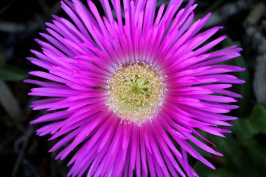 Bahçedeki bahar çiçekleri