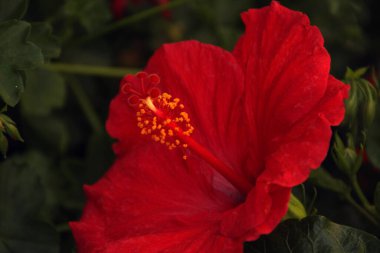 Bahçedeki bahar çiçekleri