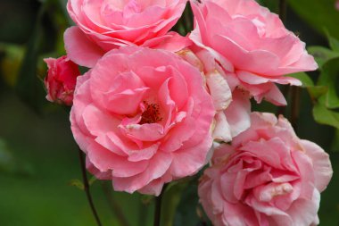 Bahçedeki bahar çiçekleri