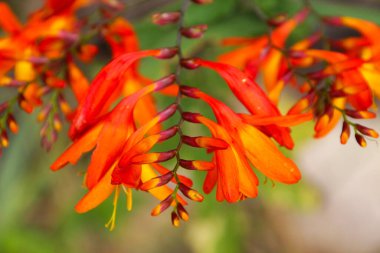 Bahçedeki bahar çiçekleri