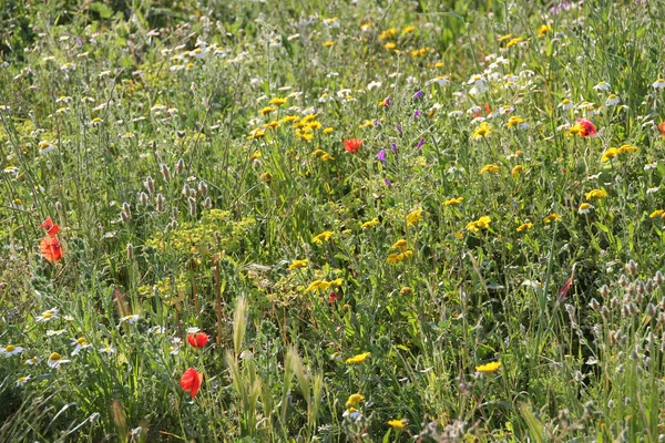 Fleurs Printanières Dans Jardin — Photo