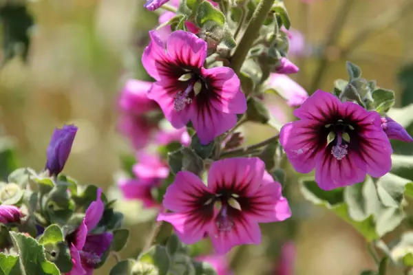 Voorjaar Bloemen Een Tuin — Stockfoto