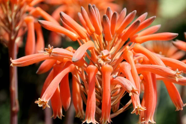 Spring Flowers Garden — Stock Photo, Image