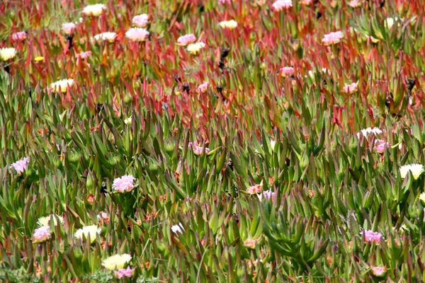 Spring Flowers Garden — Stock Photo, Image