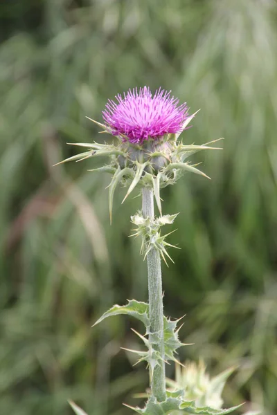 Voorjaar Bloemen Een Tuin — Stockfoto