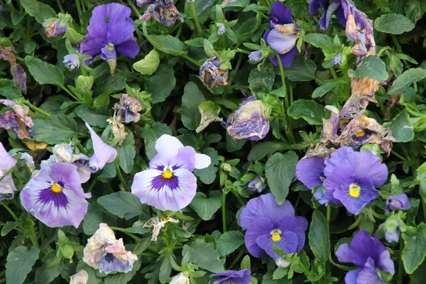 Voorjaar Bloemen Een Tuin — Stockfoto