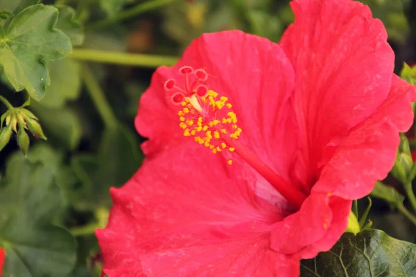 Voorjaar Bloemen Een Tuin — Stockfoto