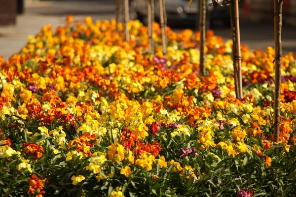 Tavaszi Virágok Kertben — Stock Fotó