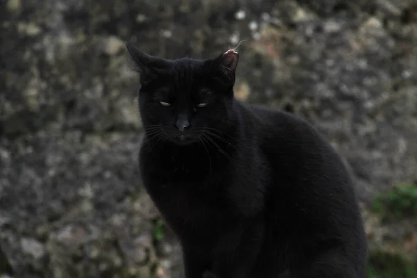 Katzen Auf Der Straße — Stockfoto