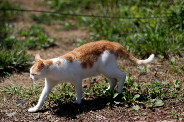 Коти Вулиці — стокове фото