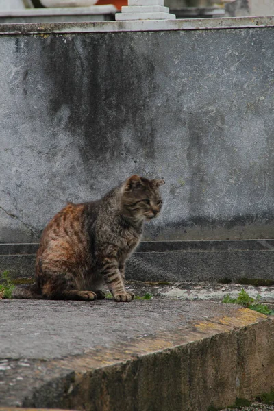 Кошки Улице — стоковое фото