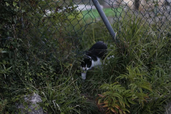 Γάτες Στο Δρόμο — Φωτογραφία Αρχείου