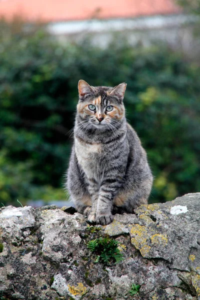 Katzen Auf Der Straße — Stockfoto