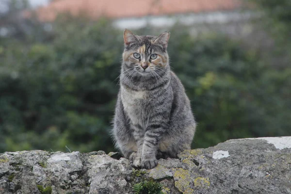 Katzen Auf Der Straße — Stockfoto