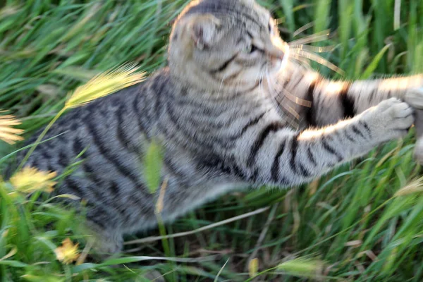 通りに猫がいて — ストック写真