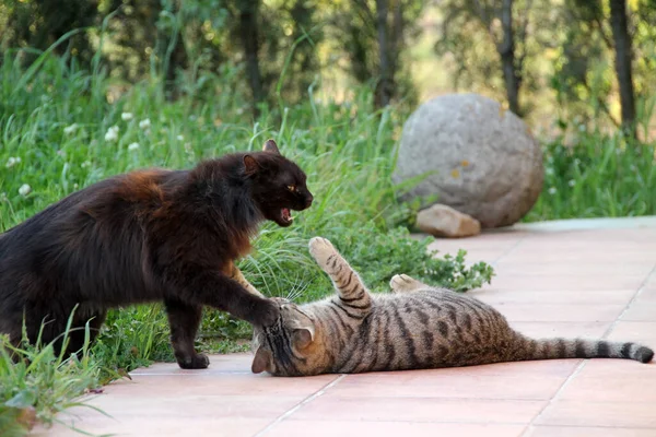 街上的猫 — 图库照片