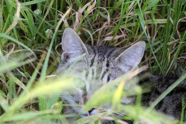 通りに猫がいて — ストック写真