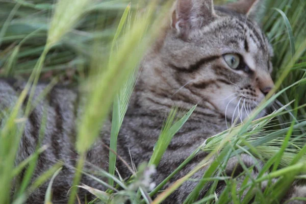 Γάτες Στο Δρόμο — Φωτογραφία Αρχείου