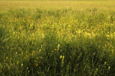 Kırsalda ilkbahar bitkileri